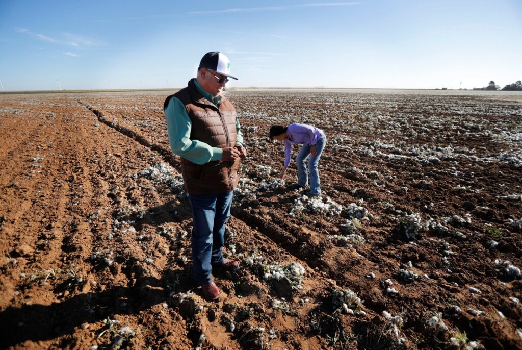 Once a laborer, this immigrant now owns his farm. He and his daughter are among few Hispanic farmers in Texas. Once a laborer, this immigrant now owns his farm. He and his daughter are among few Hispanic farmers in Texas.
