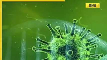 Why does COVID-19 strain mutate from time-to-time? Know how dangerous is JN.1 variant Why does COVID-19 strain mutate from time-to-time? Know how dangerous is JN.1 variant
