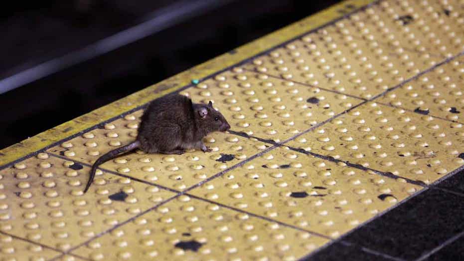 NYC Mayor blames, in part, rat infestation on why people are leaving the Big Apple