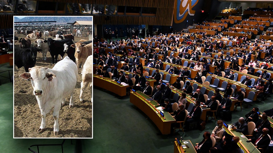GOP rep introduces resolution condemning UN for calling on Americans to stop eating meat GOP rep introduces resolution condemning UN for calling on Americans to stop eating meat