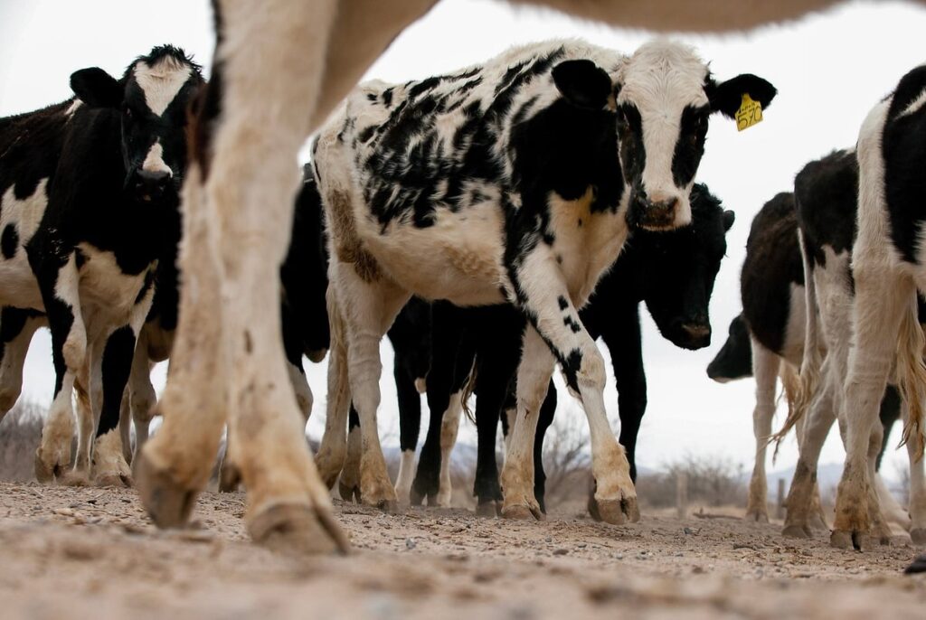 Cows at three Texas dairy farms have bird flu, another blow to Cattle Country following wildfires Cows at three Texas dairy farms have bird flu, another blow to Cattle Country following wildfires