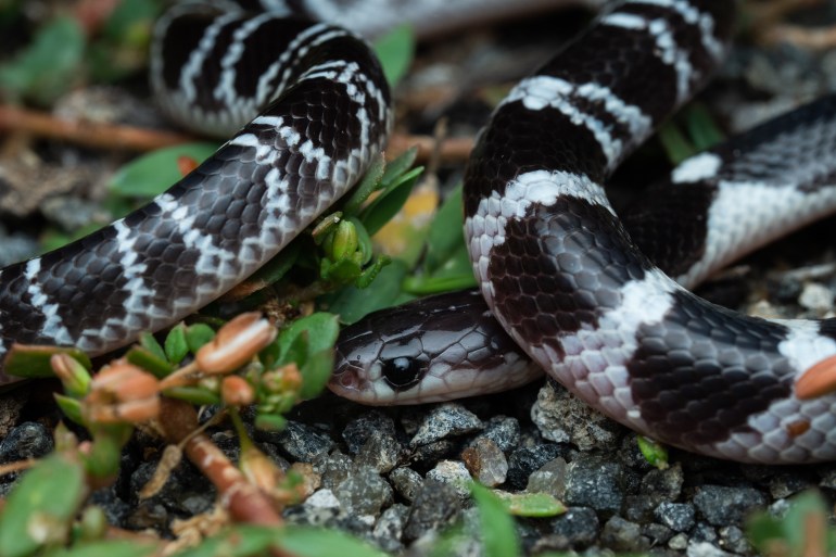 Are snakebites rising in South Asia — and what’s responsible?