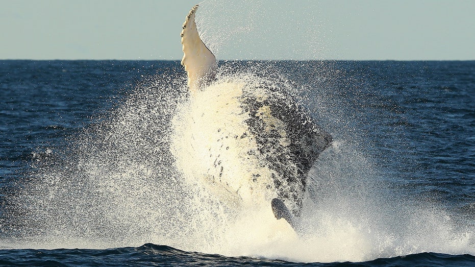 Whale of a lawsuit threatens to swallow up Biden green energy agenda Whale of a lawsuit threatens to swallow up Biden green energy agenda