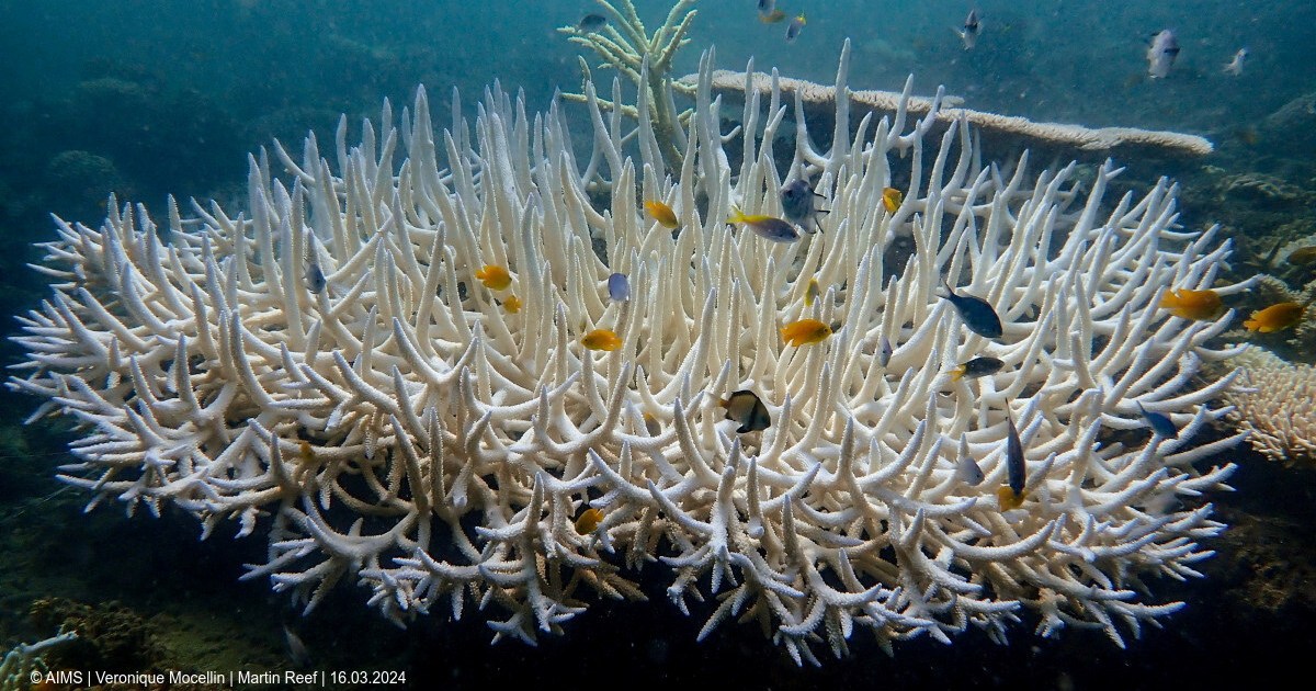 World’s coral reefs face global bleaching crisis