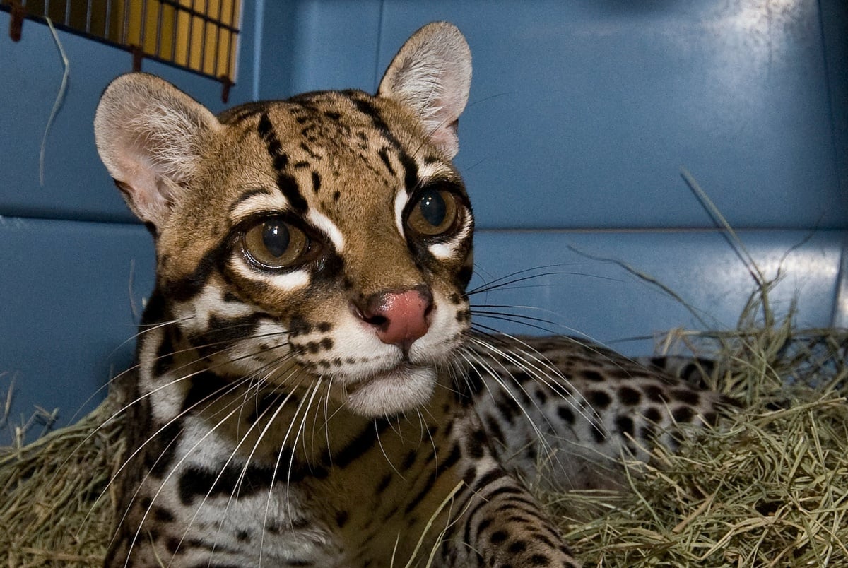 Is the ocelot, the endangered South Texas wildcat, making a comeback?
