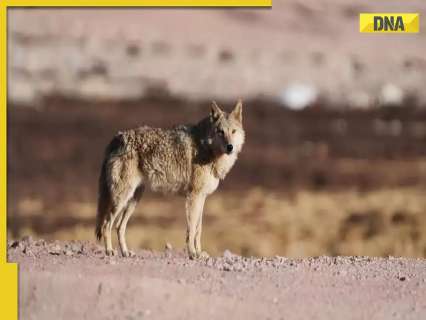 Another wolf attack in Bahraich leaves 11-year-old boy injured, search continues for sixth ‘killer’ wolf