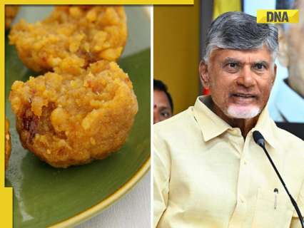 ‘Instead of Ghee…’: Andhra CM Naidu alleges animal fat was used in Tirupati laddu under…