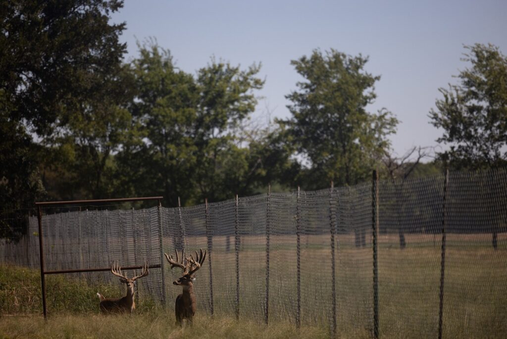 Texas’ battle against deer disease threatens breeding industry