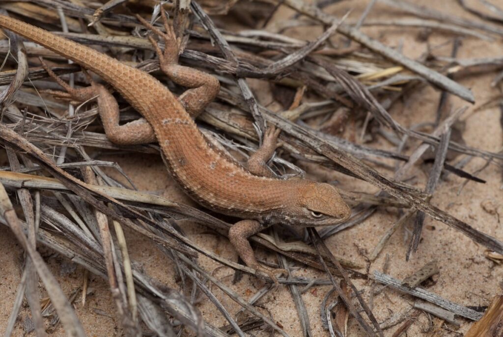 Ken Paxton sues Biden administration over listing Texas lizard as endangered Ken Paxton sues Biden administration over listing Texas lizard as endangered