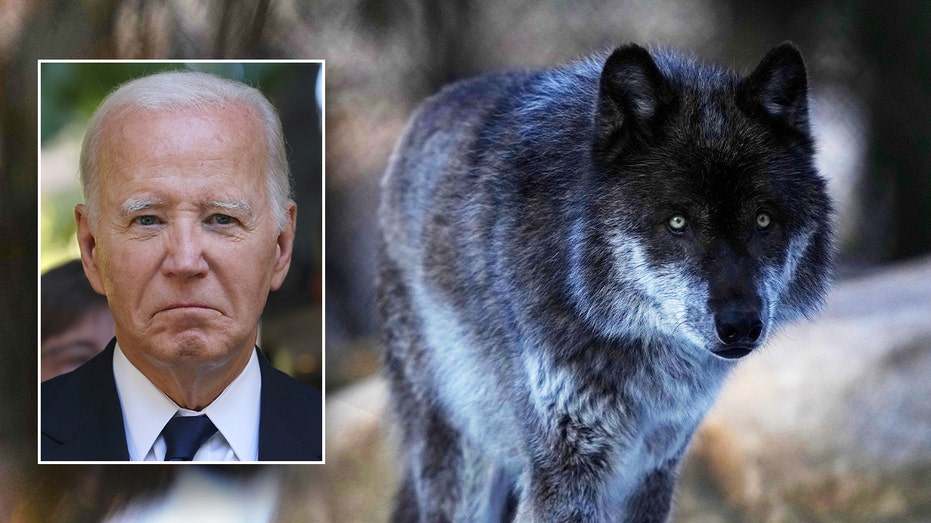 Biden admin moves to reinstate Trump-era rule, delist gray wolves from endangered species list Biden admin moves to reinstate Trump-era rule, delist gray wolves from endangered species list