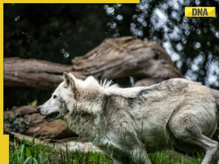 Month-long terror by wolves in UP’s Bahraich comes to end as villagers kill sixth and final predator while… Month-long terror by wolves in UP’s Bahraich comes to end as villagers kill sixth and final predator while…