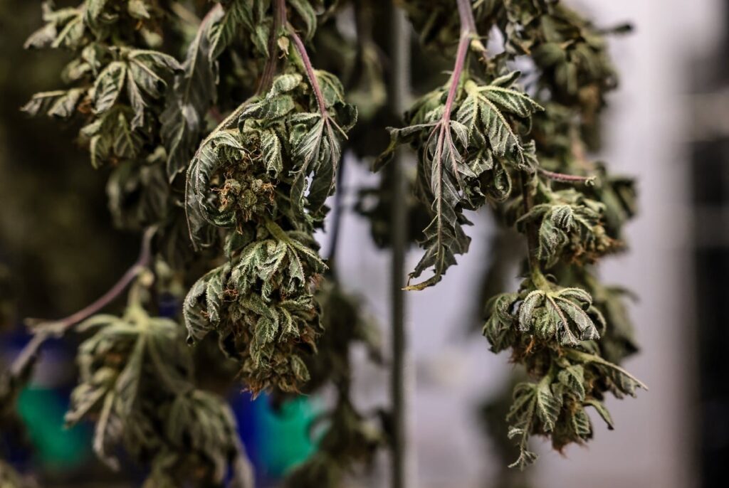 Ken Paxton adds Dallas to list of cities he’s sued over marijuana decriminalization