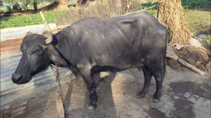 Karnataka: Two village fight over ‘holy’ buffalo’s ownership, police conduct DNA test Karnataka: Two village fight over ‘holy’ buffalo’s ownership, police conduct DNA test