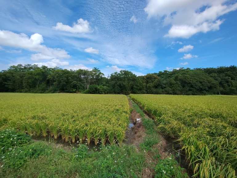 Taiwan struggles to reconcile climate ambitions and chip manufacturing Taiwan struggles to reconcile climate ambitions and chip manufacturing