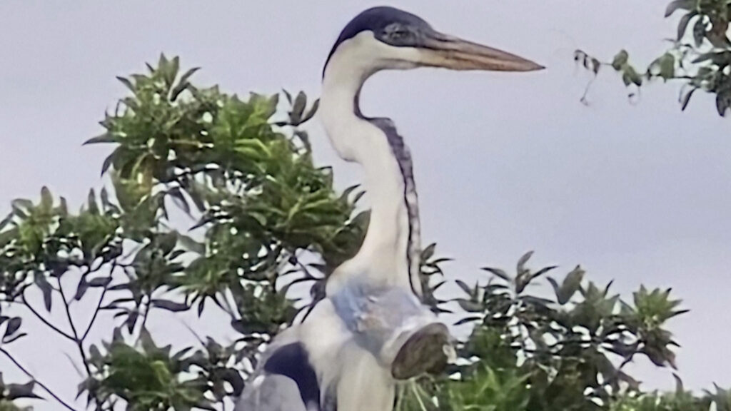 Brazilian vet hopes to rescue heron with cup stuck in throat Brazilian vet hopes to rescue heron with cup stuck in throat