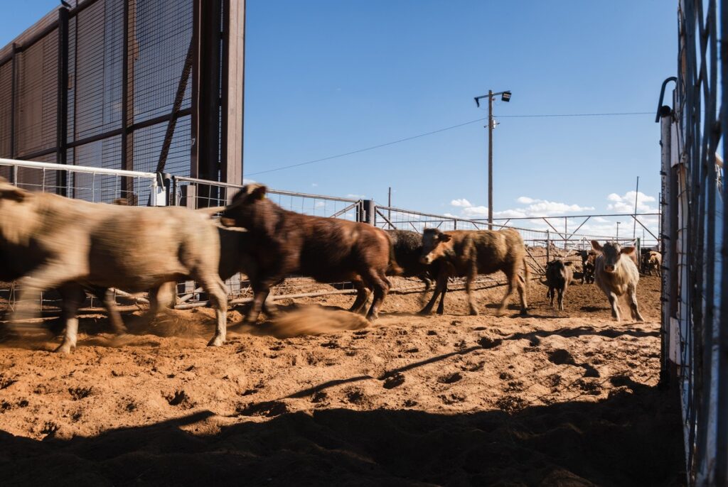 “How do we protect our poultry flocks?” Texas dairy, poultry producers grapple with bird flu “How do we protect our poultry flocks?” Texas dairy, poultry producers grapple with bird flu