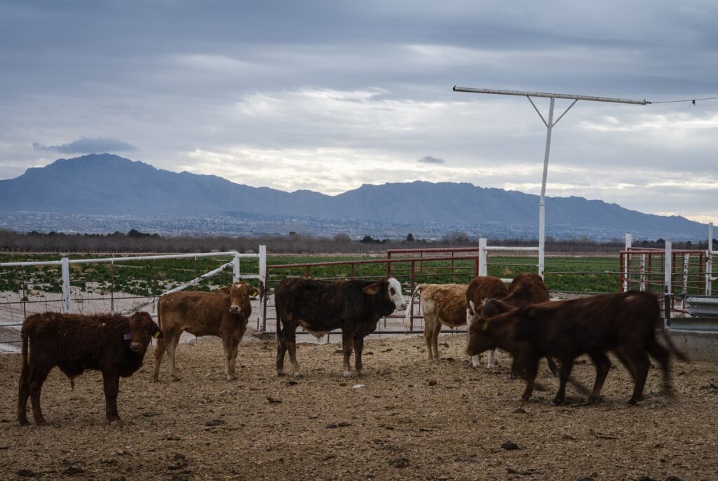 Mexican cattle banned from Texas due to screwworm threat Mexican cattle banned from Texas due to screwworm threat