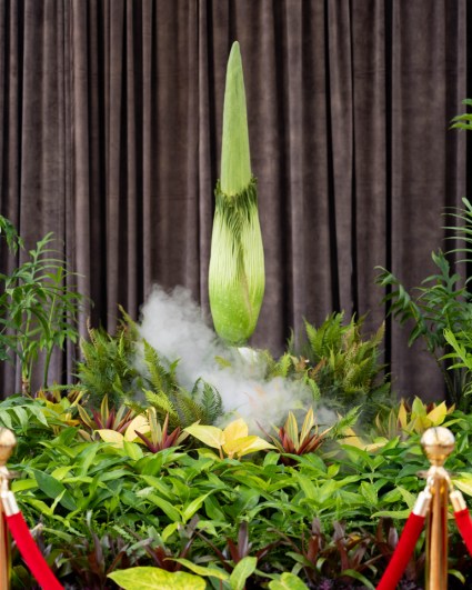 Thousands flock to smell plant that reeks of dead rat, rotting rubbish