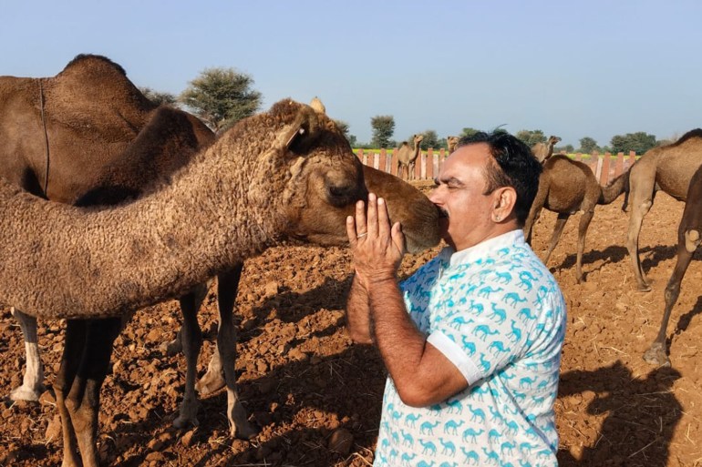 India’s disappearing camels: How a law to save them is wiping them out India’s disappearing camels: How a law to save them is wiping them out