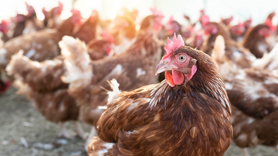 Trump admin scrutinizes ‘kill all the chickens’ policy as bird flu ravages egg prices Trump admin scrutinizes ‘kill all the chickens’ policy as bird flu ravages egg prices