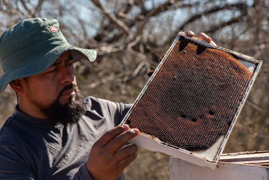 A surge in bee deaths is hurting Texas beekeepers — and could affect the price of produce A surge in bee deaths is hurting Texas beekeepers — and could affect the price of produce