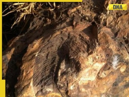 Rare fossil, dating back 14 crore years, discovered in THIS Indian state, geologists say… Rare fossil, dating back 14 crore years, discovered in THIS Indian state, geologists say…