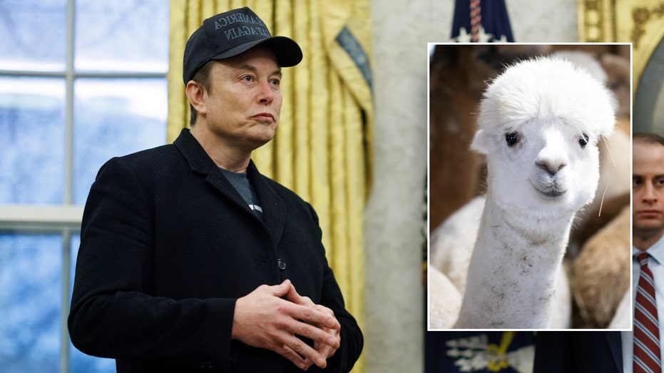 DOGE slashes nearly M for alpaca farming in Peru, other questionable grants in latest wasteful spending cut DOGE slashes nearly M for alpaca farming in Peru, other questionable grants in latest wasteful spending cut
