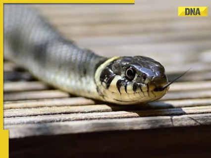 Meerut woman, lover kill her husband, get snake to bite body to cover up murder; arrested Meerut woman, lover kill her husband, get snake to bite body to cover up murder; arrested