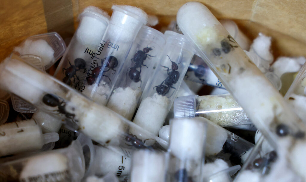 ‘Ant Gang’ smugglers plead guilty to trafficking wildlife in Kenya ‘Ant Gang’ smugglers plead guilty to trafficking wildlife in Kenya