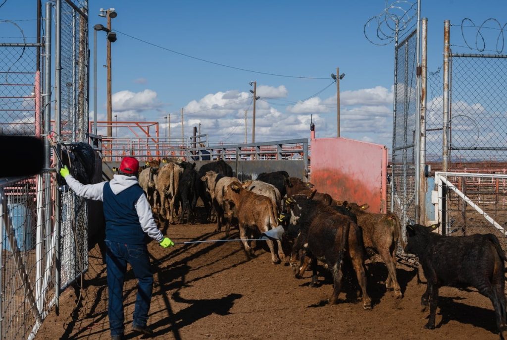 Texas braces for an imminent screwworm infestation, a threat to the state’s cattle industry Texas braces for an imminent screwworm infestation, a threat to the state’s cattle industry