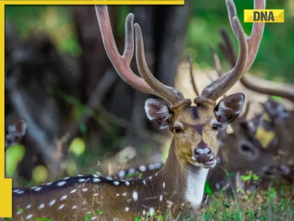 Good news for Noida residents! City set to open its first Deer Park and sunset safari in THIS sector Good news for Noida residents! City set to open its first Deer Park and sunset safari in THIS sector