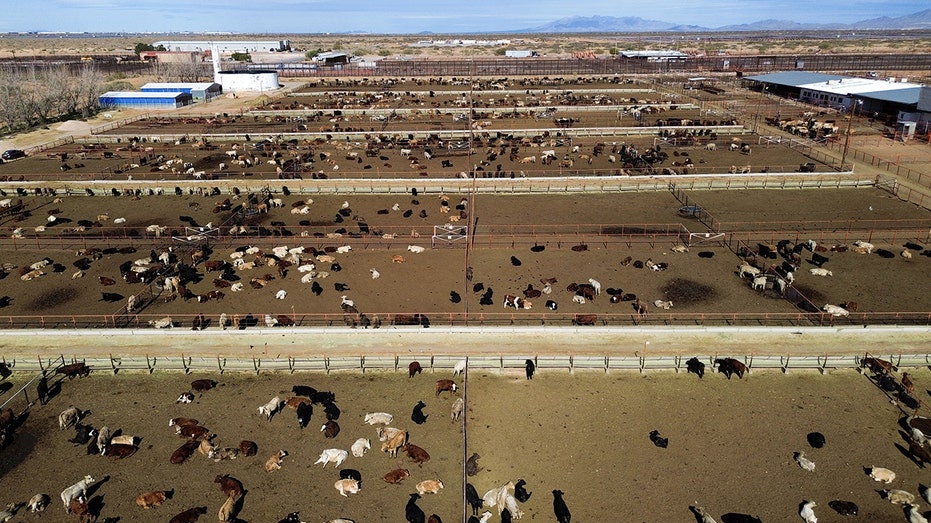 US shuts southern border to livestock imports to stop spread of deadly flies US shuts southern border to livestock imports to stop spread of deadly flies