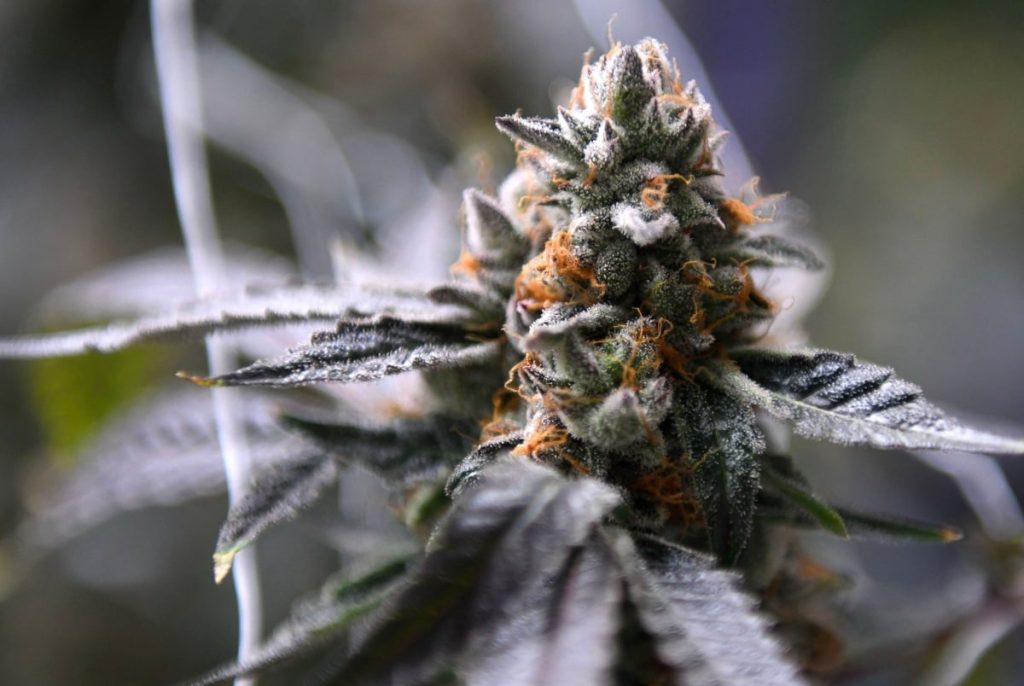 Majority of Texans oppose total THC ban like the one vetoed by Gov. Greg Abbott, poll finds