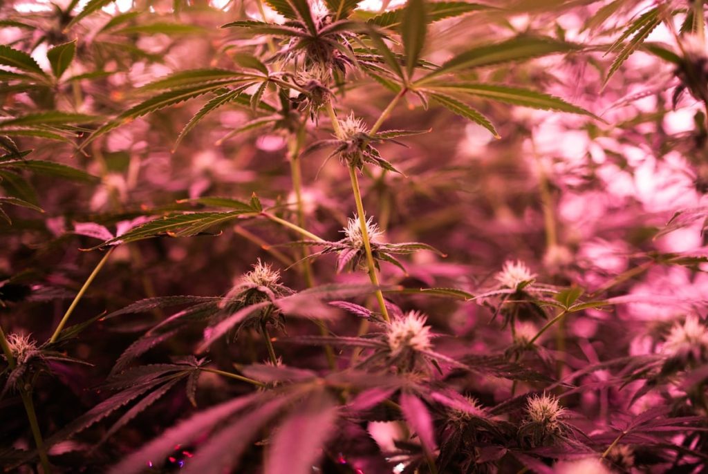 With prospects of a THC ban eroded, Texas hemp industry supports age restrictions, more regulation enforcement With prospects of a THC ban eroded, Texas hemp industry supports age restrictions, more regulation enforcement