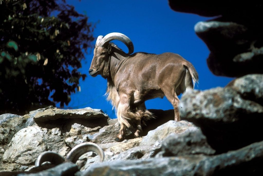 Texas legalizes shooting invasive sheep from a helicopter for sport