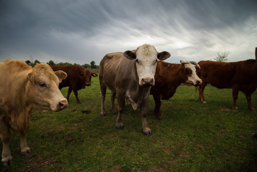 Gov. Greg Abbott orders preemptive strike on screwworm in Texas Gov. Greg Abbott orders preemptive strike on screwworm in Texas