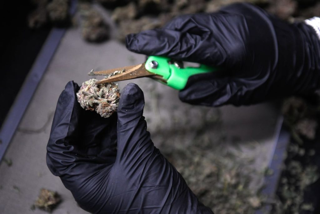 Texas Senate advances bill to ban THC — again