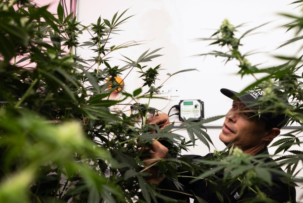 Texas medical marijuana industry to push for hemp age restrictions and delta-8 ban Texas medical marijuana industry to push for hemp age restrictions and delta-8 ban