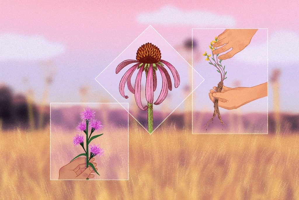 The guerilla campaign to save a Texas prairie from “silent extinction”