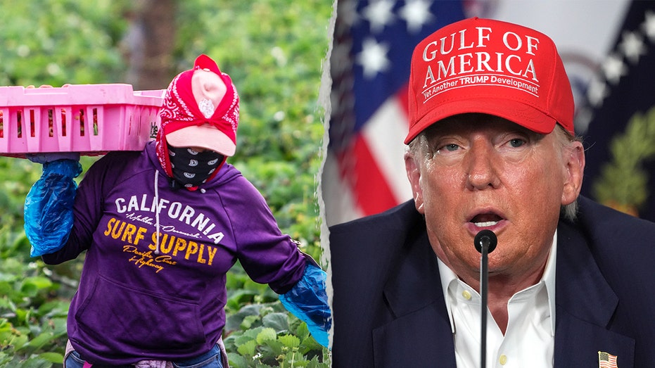 Trump ‘working on’ deportation exemptions for illegal farm and hospitality workers Trump ‘working on’ deportation exemptions for illegal farm and hospitality workers