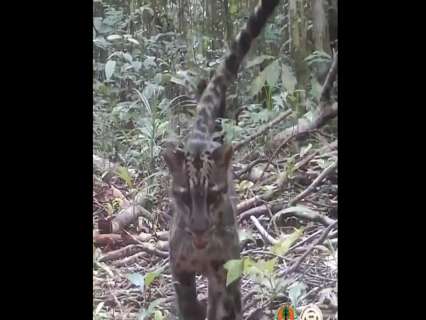 Lucky encounter: WATCH viral video of a rare clouded mother leopard playing with her cubs in Northeast Indian forests Lucky encounter: WATCH viral video of a rare clouded mother leopard playing with her cubs in Northeast Indian forests