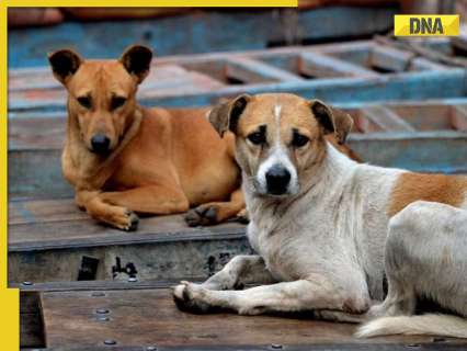 Stray dogs case: Amid row, bigger Supreme Court bench set to hear matter on… Stray dogs case: Amid row, bigger Supreme Court bench set to hear matter on…