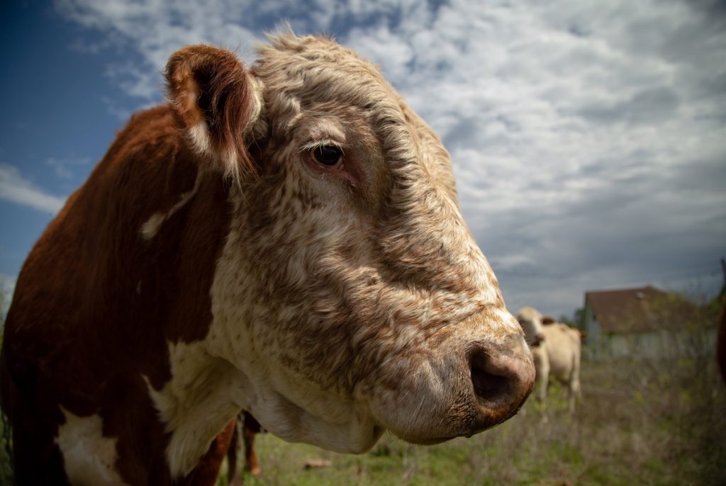 Only one restaurant in Texas sells lab-grown meat. Lawmakers banned it anyway. Only one restaurant in Texas sells lab-grown meat. Lawmakers banned it anyway.