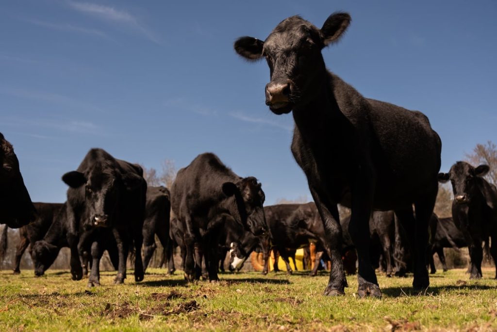 Texas sued over its lab-grown meat ban Texas sued over its lab-grown meat ban