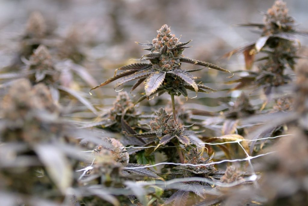 Most Texas THC products expected to remain legal amid legislative impasse Most Texas THC products expected to remain legal amid legislative impasse