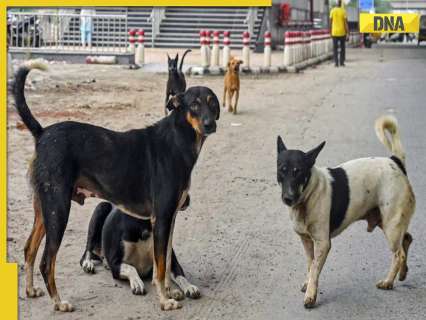 UP government issues new guidelines to manage stray dogs and feeding in urban areas