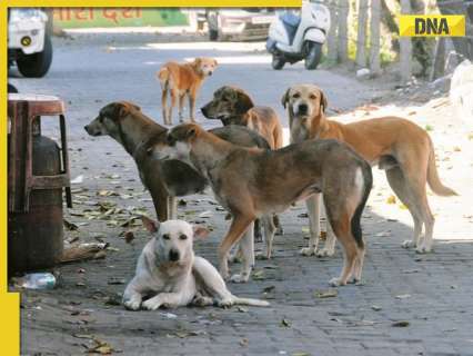 Delhi govt issues new guidelines to control stray dog population days after SC order