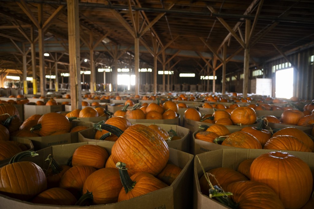 Your Halloween pumpkin probably came from this small Texas town Your Halloween pumpkin probably came from this small Texas town