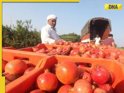 Pomegranate heist: Why are thieves stealing the fruit from orchards in Maharashtra?