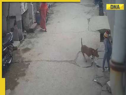 Delhi SHOCKER: Pitbull bites off 6-year-old’s ear in Prem Nagar; dog owner arrested